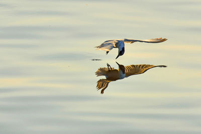 Birds flying over lake