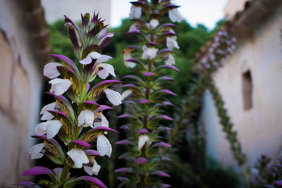 Close-up of flowers against blurred background