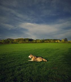 Scenic view of grassy field against cloudy sky