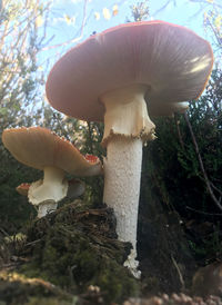 Close-up of mushroom growing in forest