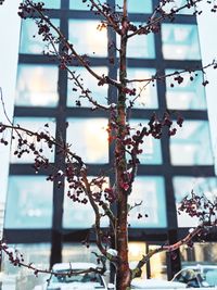 Low angle view of flower tree against sky