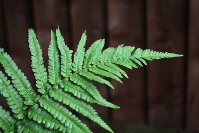 Close-up of fern