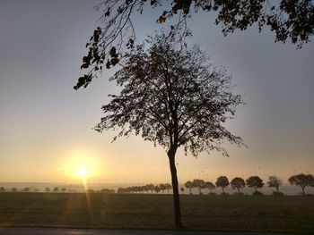 Tree on field against sky during sunset