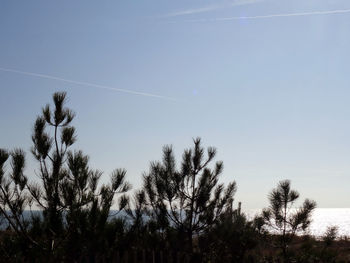 Low angle view of trees against blue sky