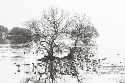 Bare trees in water