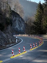 Group of people on road by trees