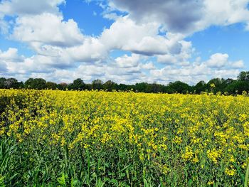 Scenic view of oilseed rape field against cloudy sky