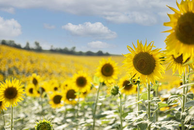 Beautiful sunflowers in the field, natural background. sunflower blooming