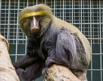 Portrait of monkey sitting in cage