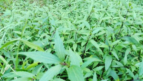 Full frame shot of green plants