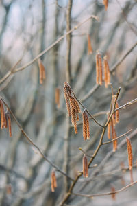 Close-up of plant