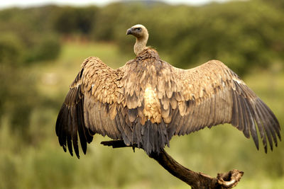 Close-up of eagle perching on tree