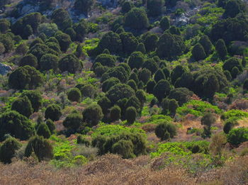 Trees in forest