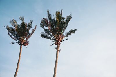 Low angle view of coconut palm tree against sky