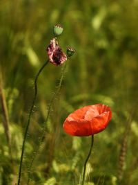 Close-up of mushroom growing on field