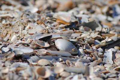 Close-up of pebbles