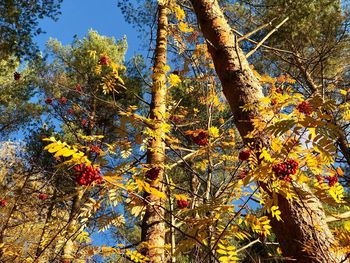 Low angle view of tree against sky