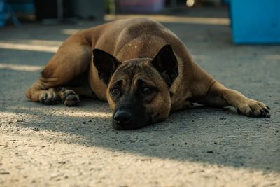 Portrait of a dog resting on street in city