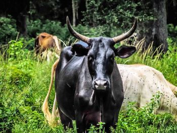 Cows on field