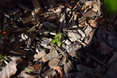 High angle view of dry leaves on field