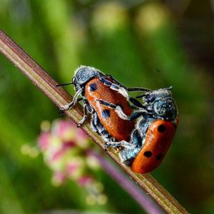 Close-up of insect