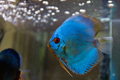 Close-up of fish swimming in aquarium