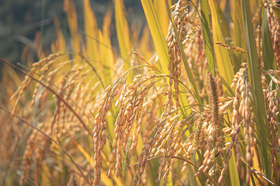 Close-up of stalks in field
