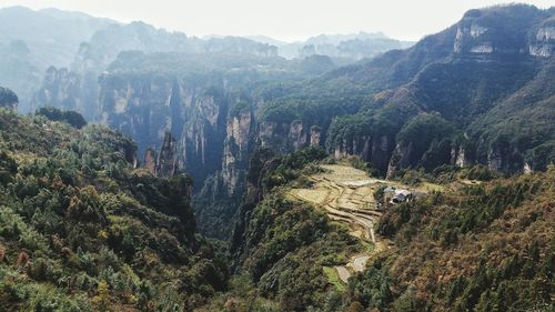 Panoramic view of trees in forest against sky