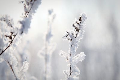 Close-up of frozen plant