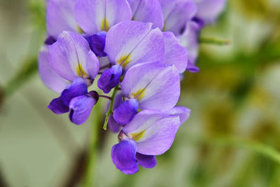 Close-up of purple flowering plant