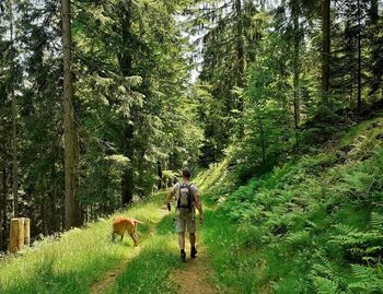 People walking on street amidst trees in forest