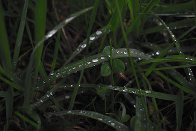 Close-up of wet insect on grass