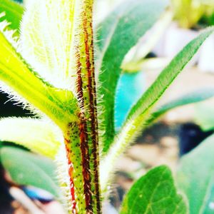 Close-up of insect on plant