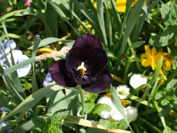 Close-up of purple flowering plant