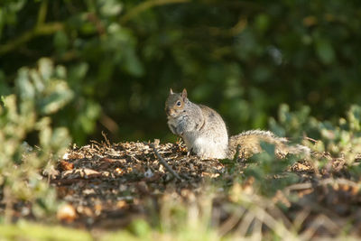 Eastern grey squirrel - sciurus carolinensis