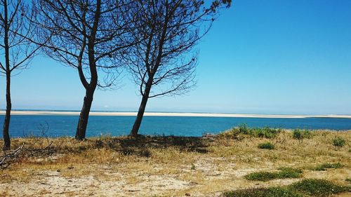 Bare tree by sea against clear blue sky