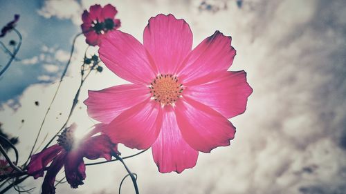 Close-up of pink cosmos flower blooming against sky