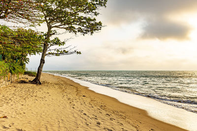 Desert beach with vegetations on ilhabela island