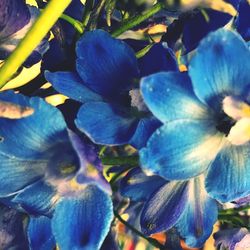 Close-up of flowers