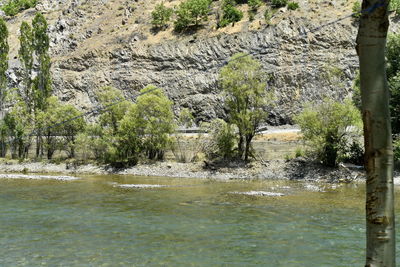 Scenic view of river amidst trees