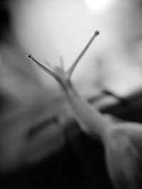 Close-up of snake against sky