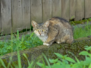 Portrait of a cat on field