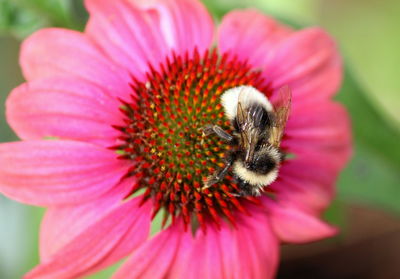 Close-up of bee pollinating on pink flower