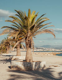 Palm tree by sea against sky