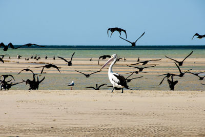 Seagulls flying over beach against sky