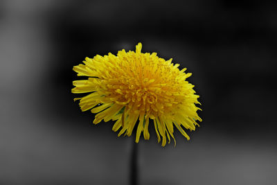 Close-up of yellow dandelion flower