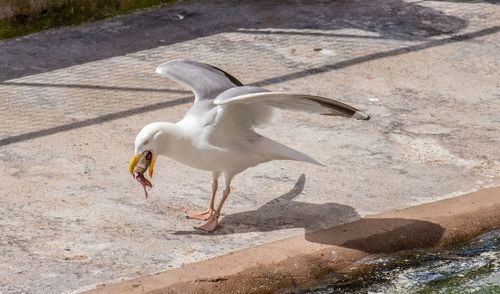 High angle view of seagull flying