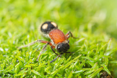 Close-up of ant on grass