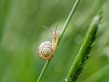 Close-up of snail on wet plant