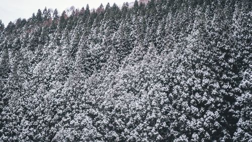 Full frame shot of frozen trees on field during winter